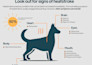 design eye capturing infographics for your blogs